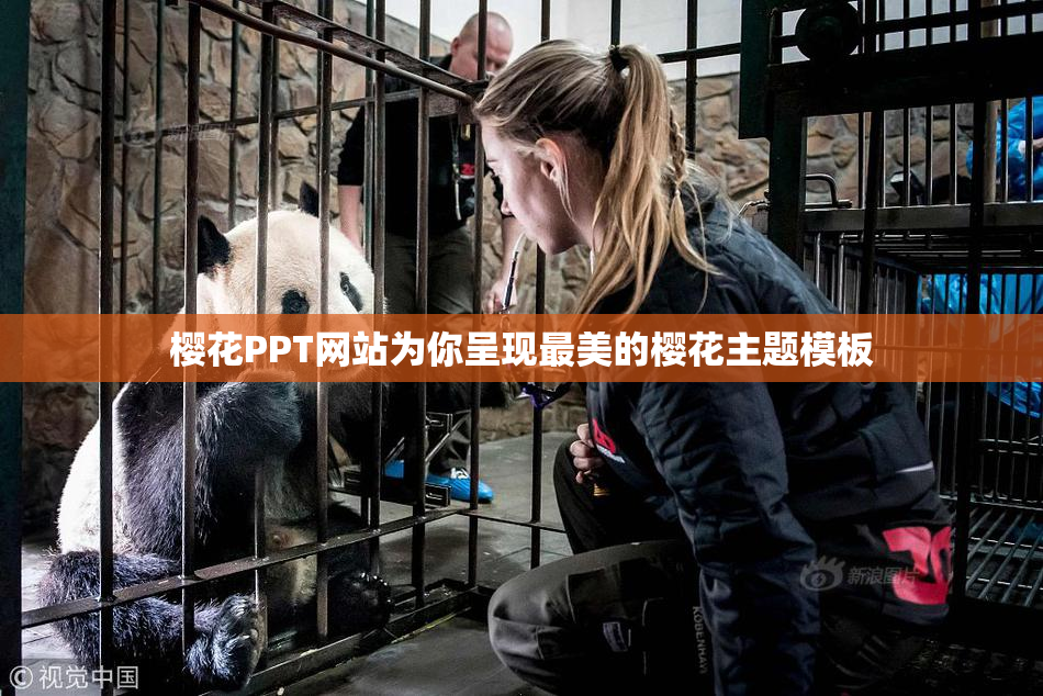 樱花PPT网站为你呈现最美的樱花主题模板