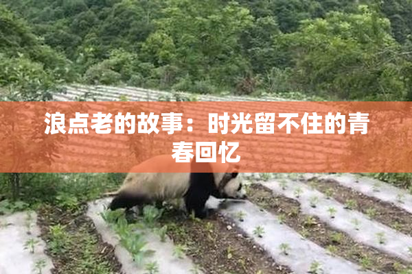 浪点老的故事：时光留不住的青春回忆