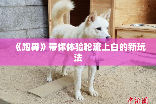 《跑男》带你体验轮流上白的新玩法