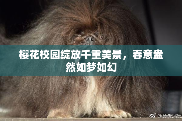 樱花校园绽放千重美景，春意盎然如梦如幻