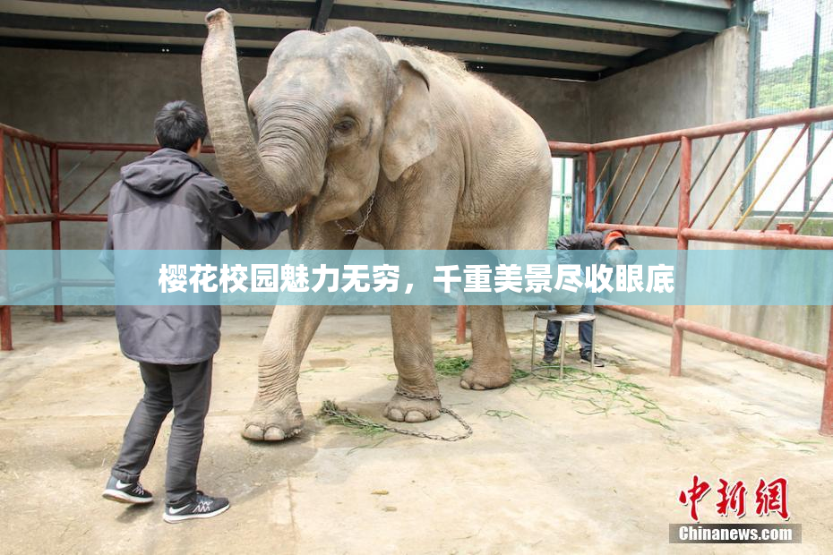 樱花校园魅力无穷，千重美景尽收眼底