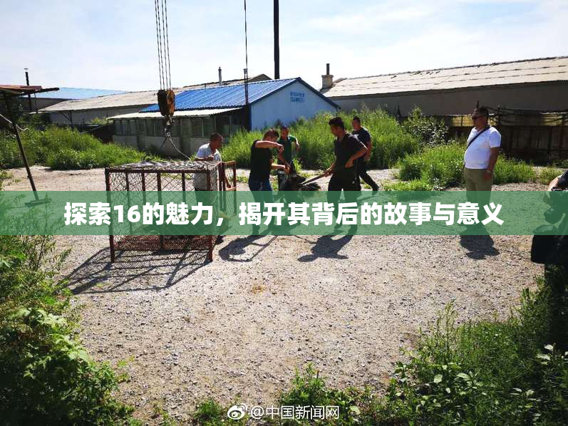 探索16的魅力，揭开其背后的故事与意义