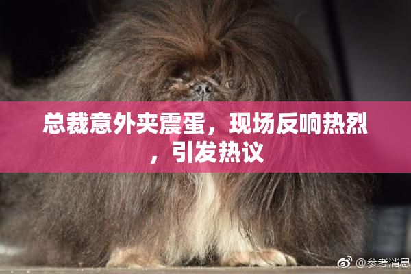 总裁意外夹震蛋，现场反响热烈，引发热议