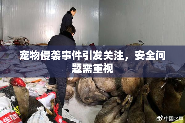 宠物侵袭事件引发关注，安全问题需重视