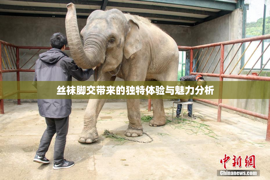 丝袜脚交带来的独特体验与魅力分析