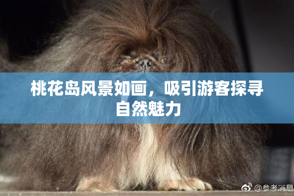 桃花岛风景如画，吸引游客探寻自然魅力