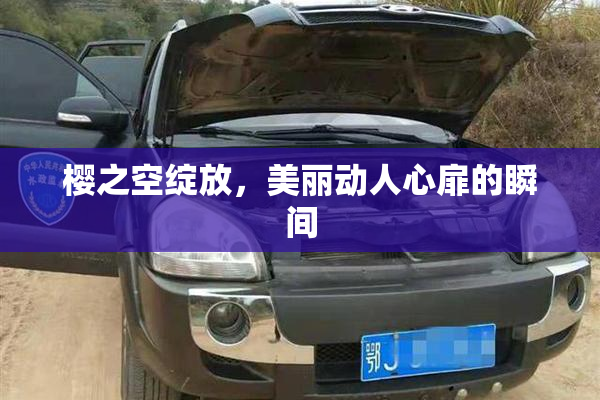 樱之空绽放，美丽动人心扉的瞬间