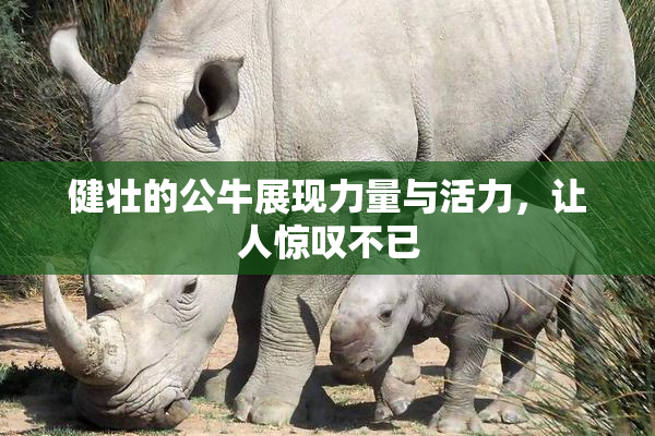 健壮的公牛展现力量与活力，让人惊叹不已