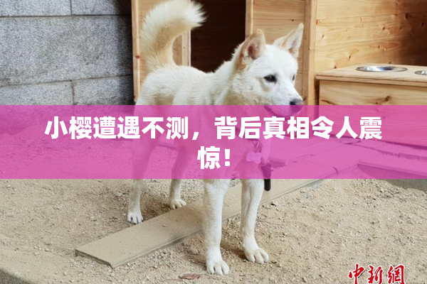 小樱遭遇不测，背后真相令人震惊！