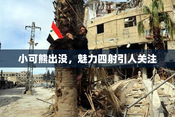 小可熊出没，魅力四射引人关注