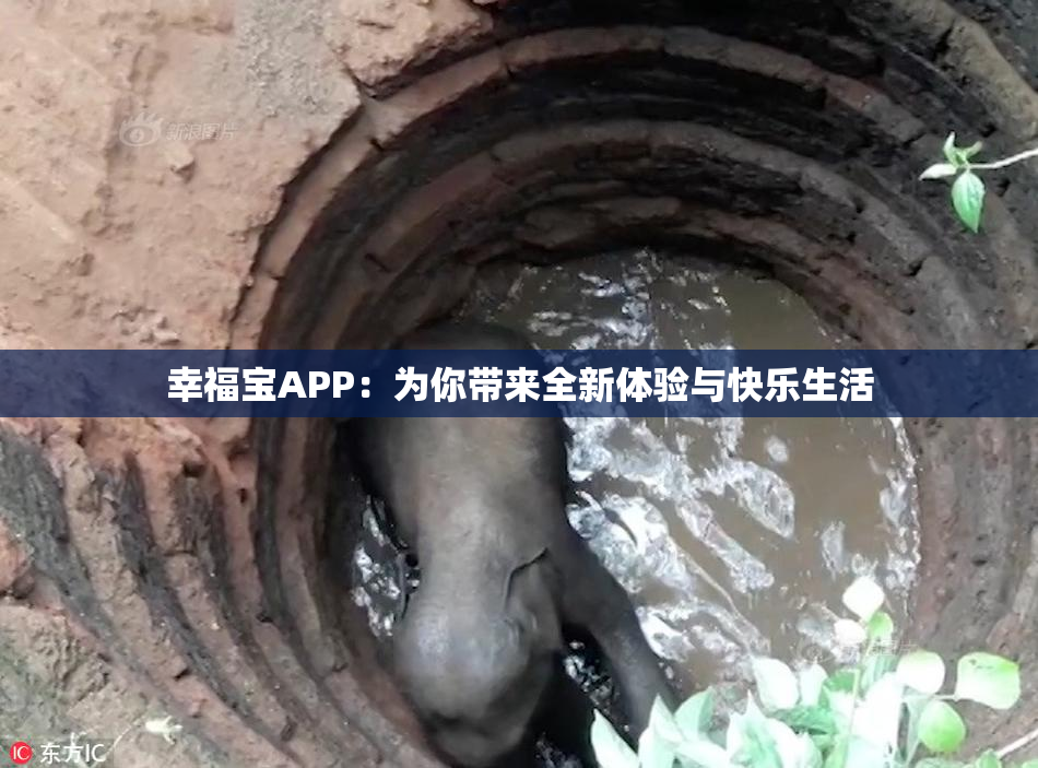 幸福宝APP：为你带来全新体验与快乐生活