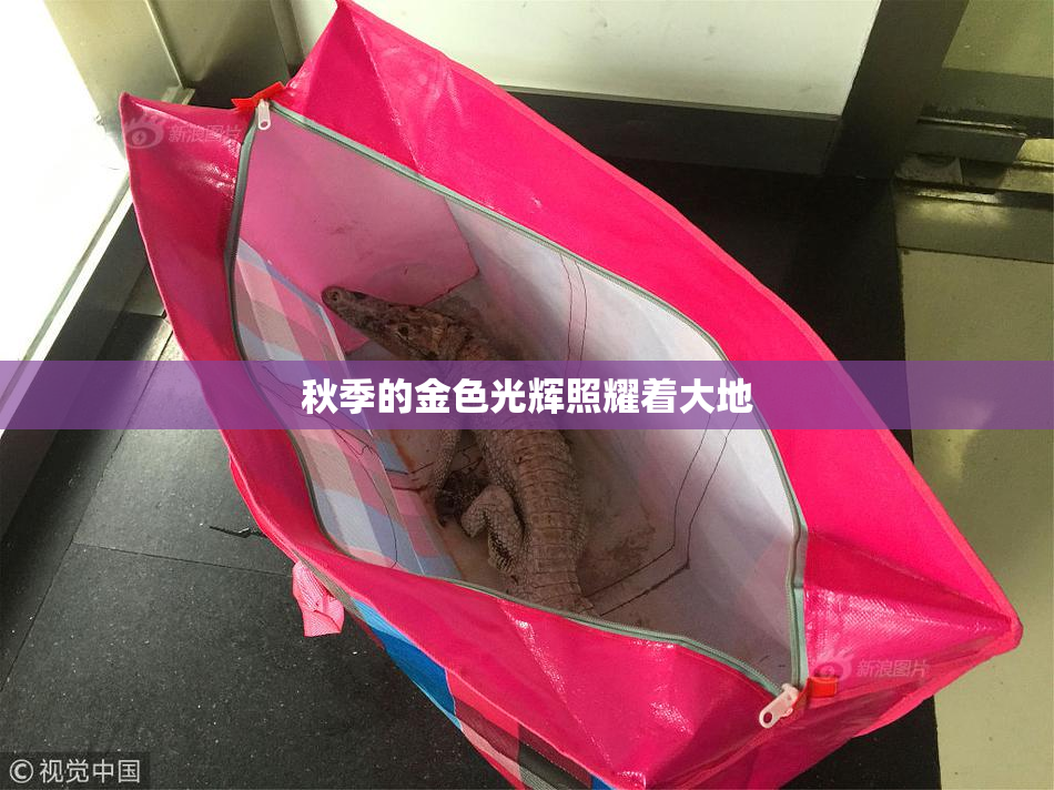 秋季的金色光辉照耀着大地