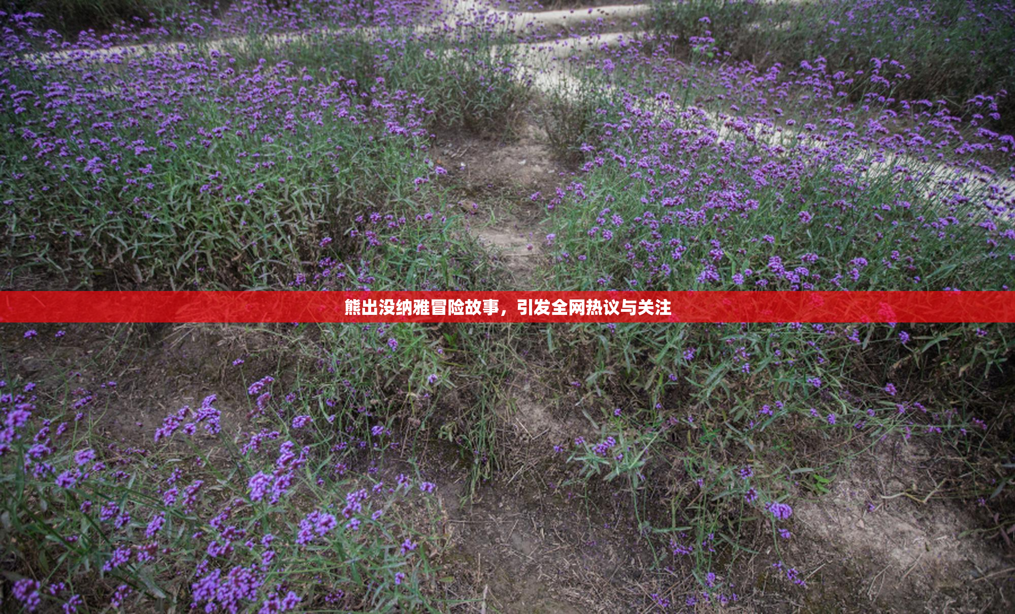 熊出没纳雅冒险故事，引发全网热议与关注