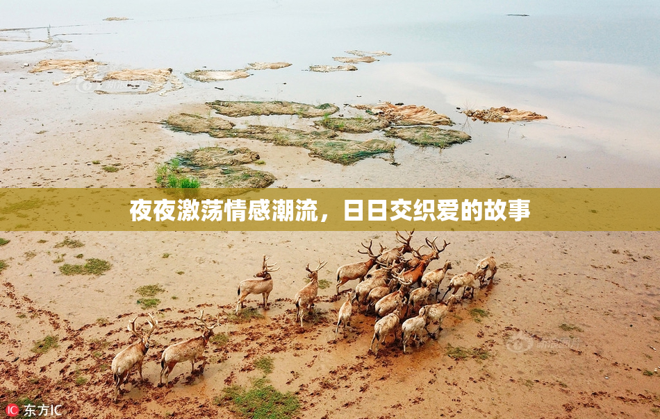 夜夜激荡情感潮流，日日交织爱的故事