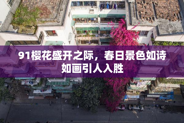 91樱花盛开之际，春日景色如诗如画引人入胜