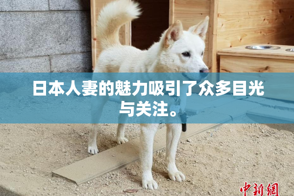日本人妻的魅力吸引了众多目光与关注。