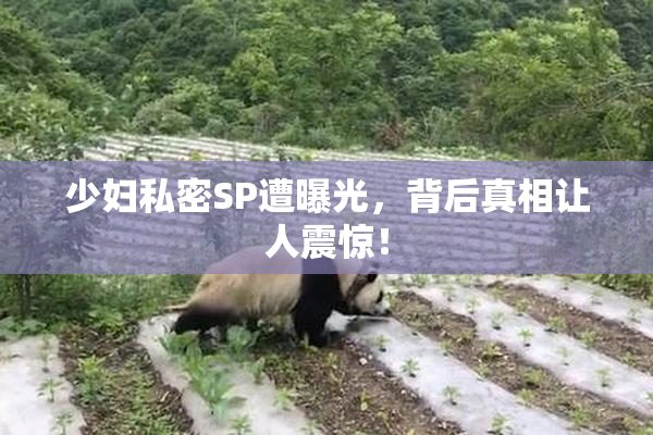 少妇私密SP遭曝光，背后真相让人震惊！