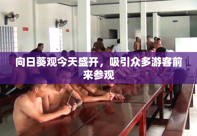 向日葵观今天盛开，吸引众多游客前来参观