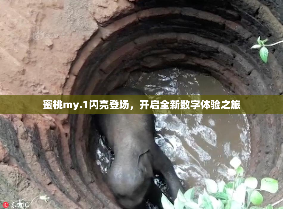蜜桃my.1闪亮登场，开启全新数字体验之旅