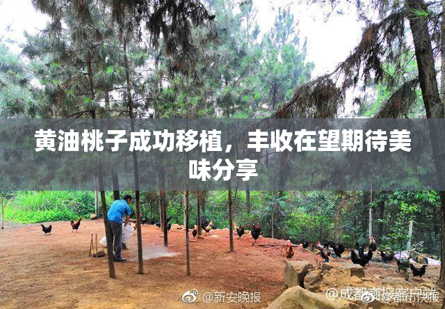 黄油桃子成功移植，丰收在望期待美味分享