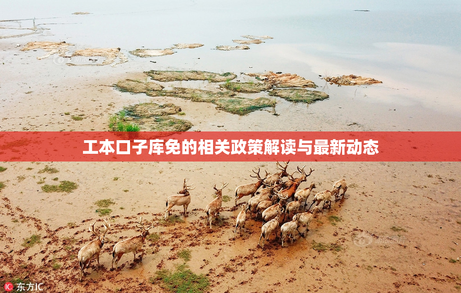工本口子库免的相关政策解读与最新动态