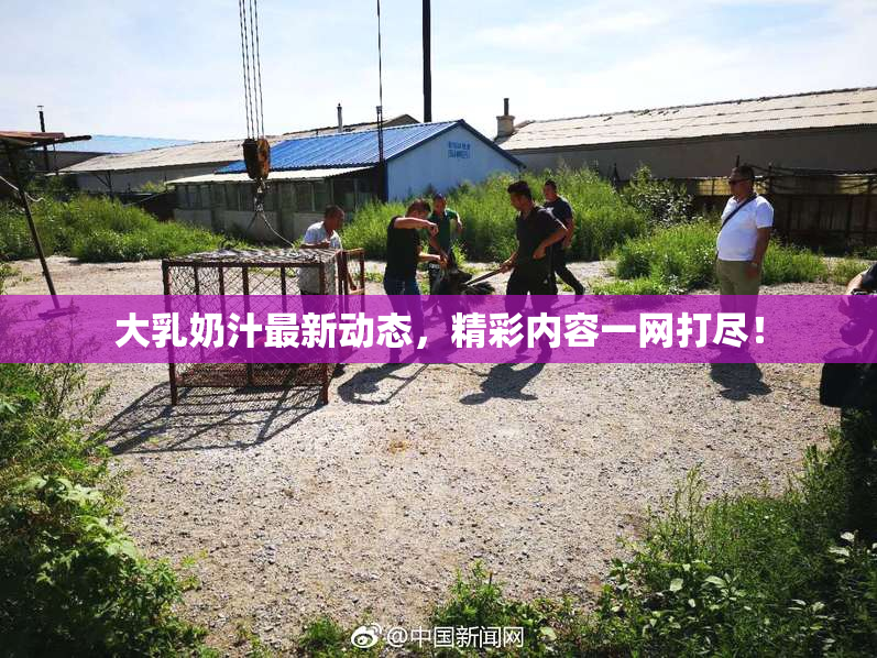 大乳奶汁最新动态，精彩内容一网打尽！