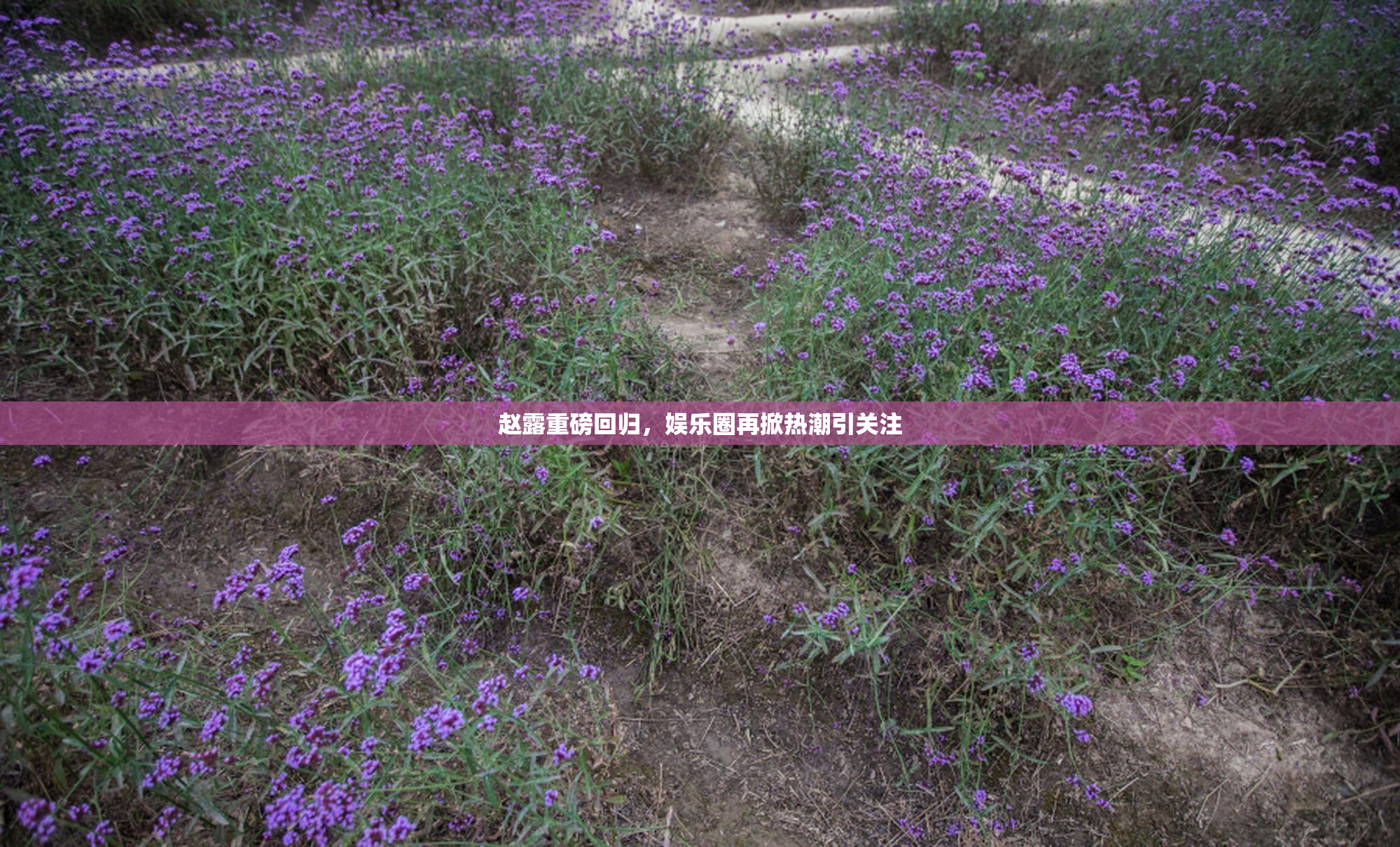 赵露重磅回归，娱乐圈再掀热潮引关注