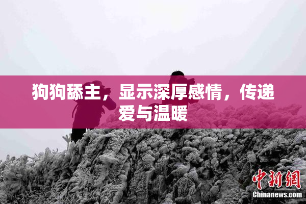 狗狗舔主，显示深厚感情，传递爱与温暖
