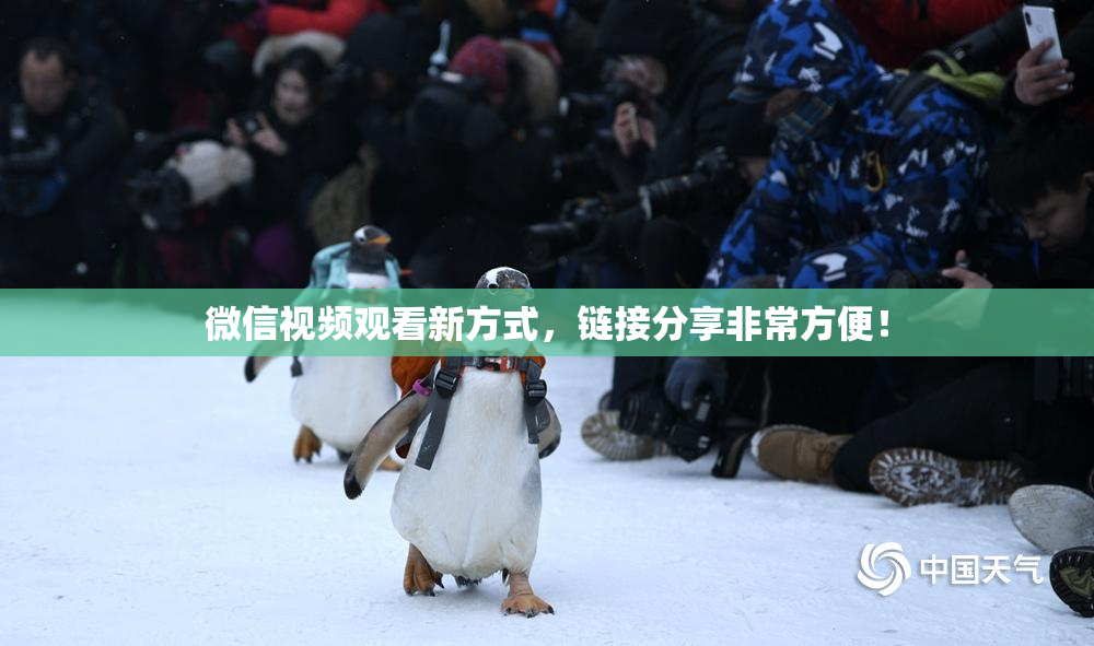微信视频观看新方式，链接分享非常方便！