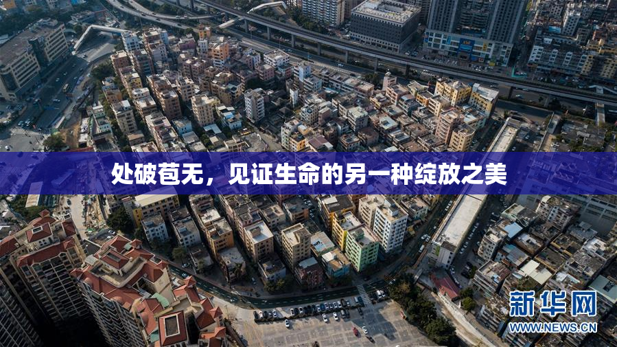 处破苞无，见证生命的另一种绽放之美