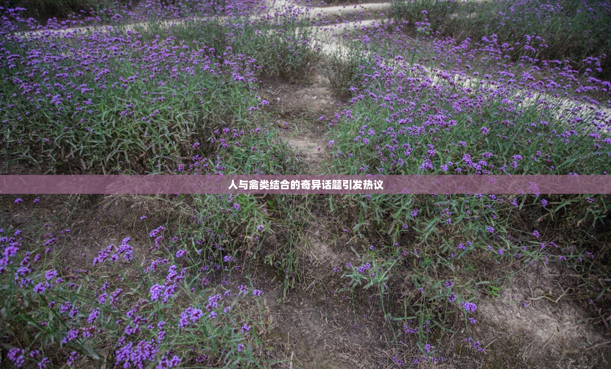 人与禽类结合的奇异话题引发热议