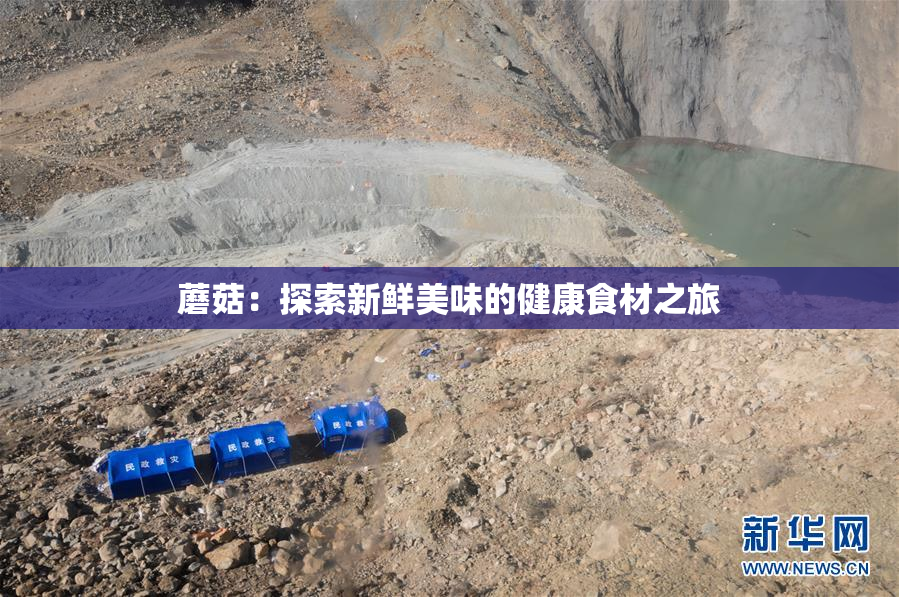 蘑菇：探索新鲜美味的健康食材之旅