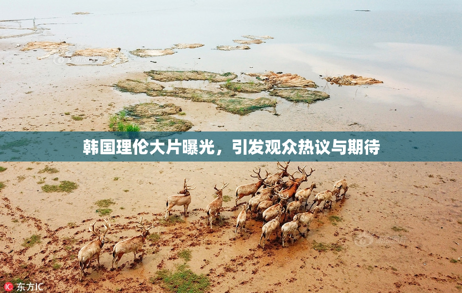 韩国理伦大片曝光，引发观众热议与期待