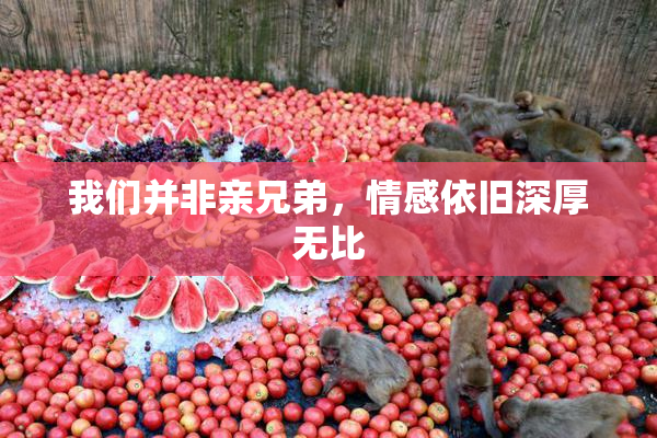 我们并非亲兄弟，情感依旧深厚无比