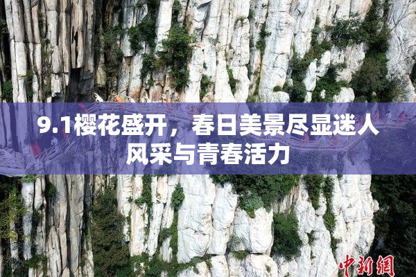9.1樱花盛开，春日美景尽显迷人风采与青春活力