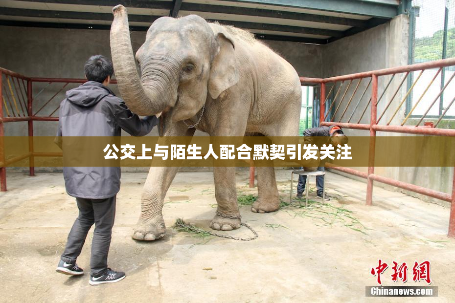 公交上与陌生人配合默契引发关注