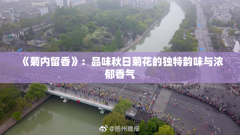 《菊内留香》：品味秋日菊花的独特韵味与浓郁香气