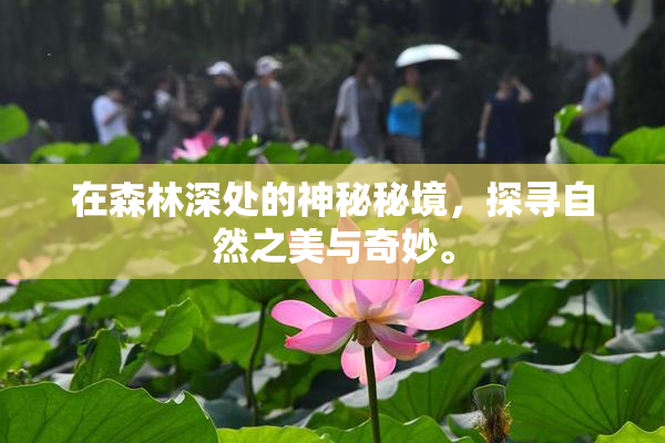 在森林深处的神秘秘境，探寻自然之美与奇妙。