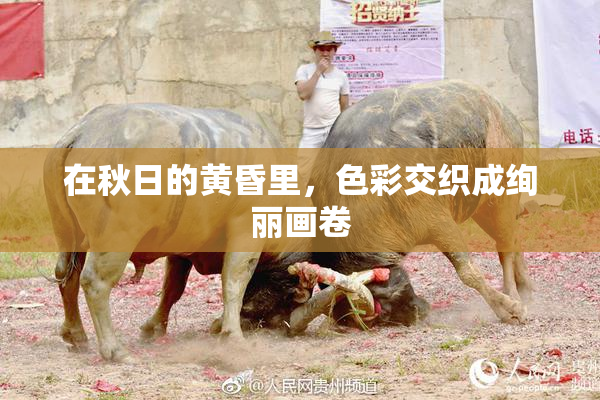 在秋日的黄昏里，色彩交织成绚丽画卷