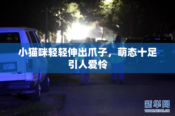 小猫咪轻轻伸出爪子，萌态十足引人爱怜