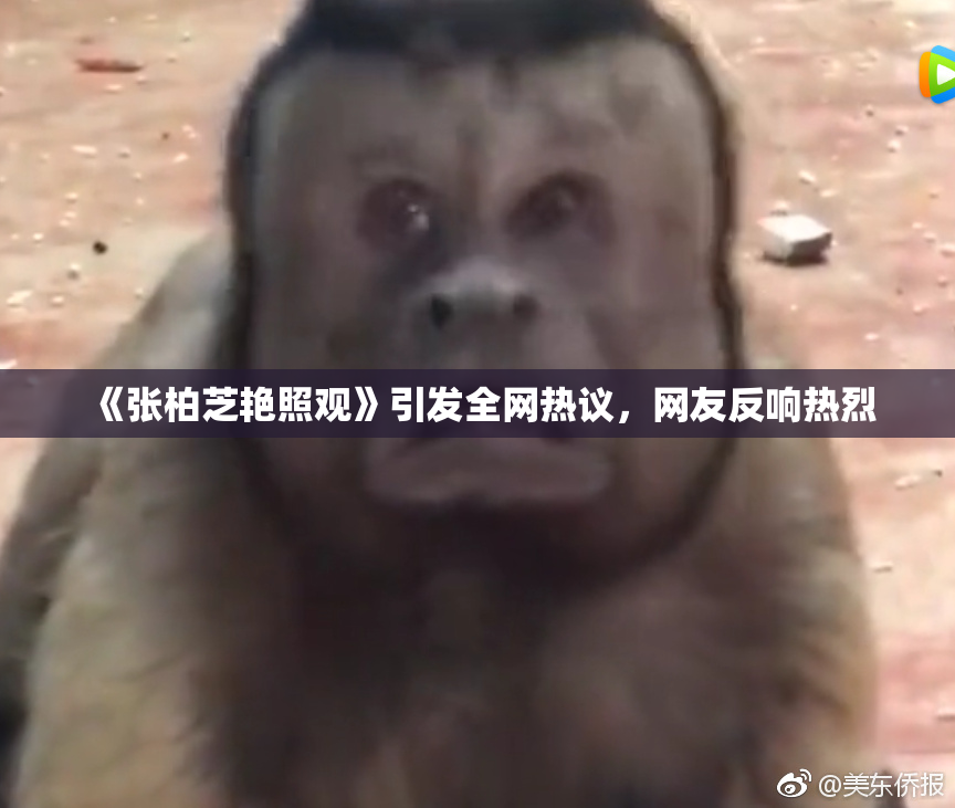 《张柏芝艳照观》引发全网热议，网友反响热烈