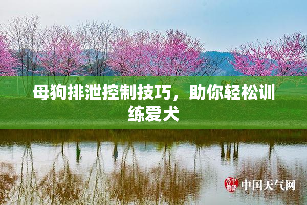 母狗排泄控制技巧，助你轻松训练爱犬
