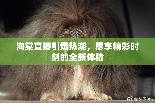 海棠直播引爆热潮，尽享精彩时刻的全新体验