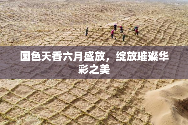 国色天香六月盛放，绽放璀璨华彩之美