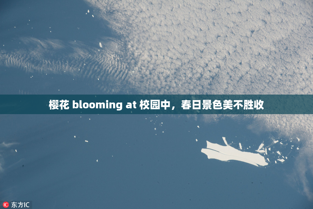 樱花 blooming at 校园中，春日景色美不胜收
