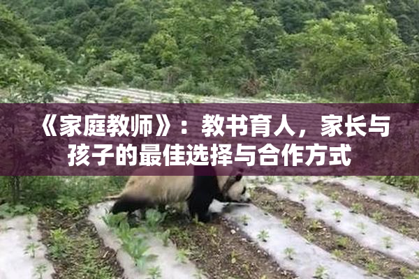 《家庭教师》：教书育人，家长与孩子的最佳选择与合作方式
