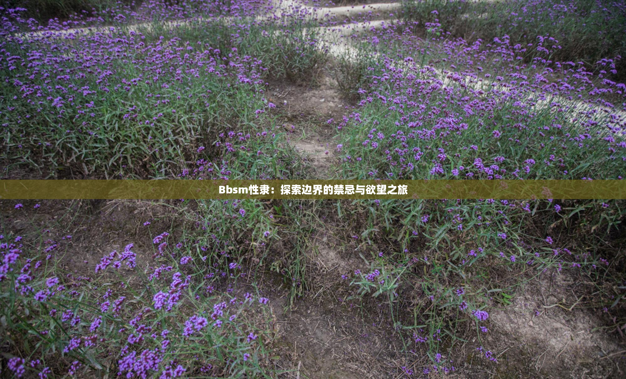 Bbsm性隶：探索边界的禁忌与欲望之旅