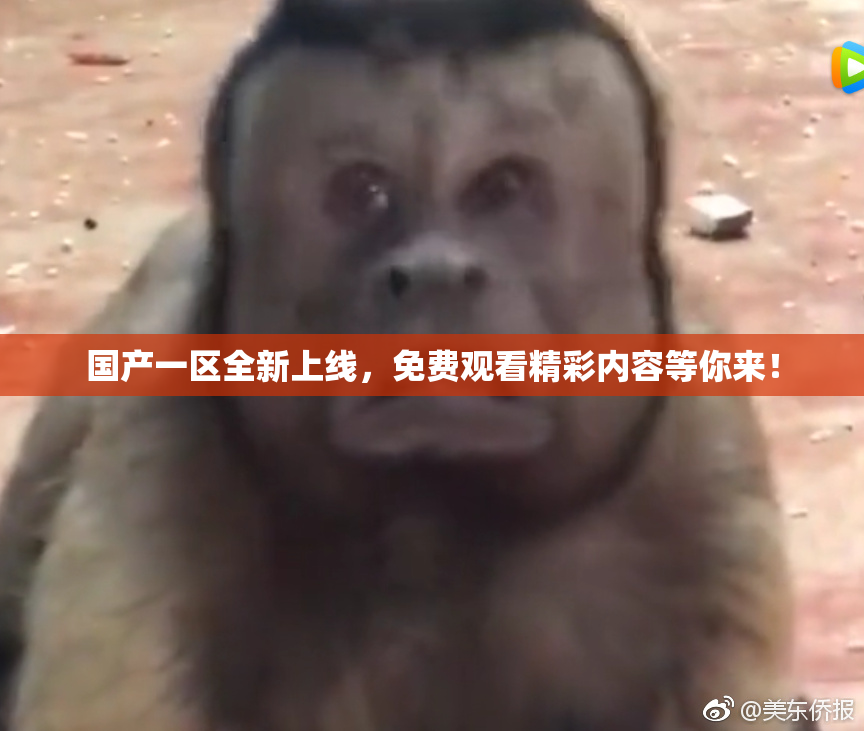国产一区全新上线，免费观看精彩内容等你来！