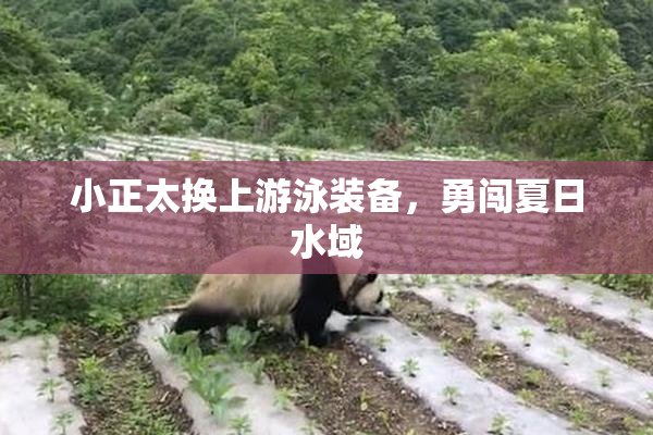 小正太换上游泳装备，勇闯夏日水域