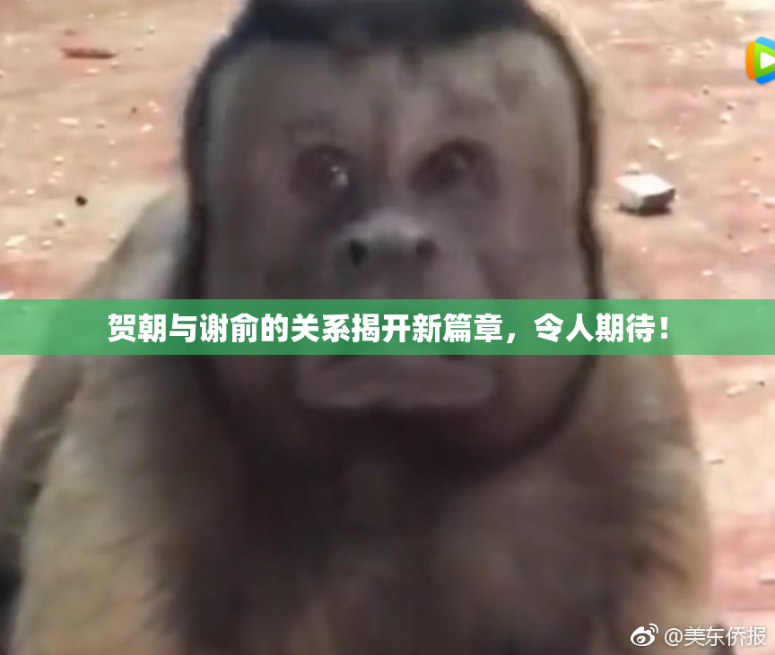 贺朝与谢俞的关系揭开新篇章，令人期待！